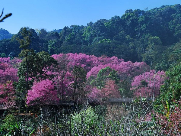 Khunchangkain4