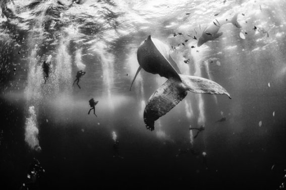 รางวัลที่ 1 Whale Whisperers; Revillagigedo Islands, Mexico