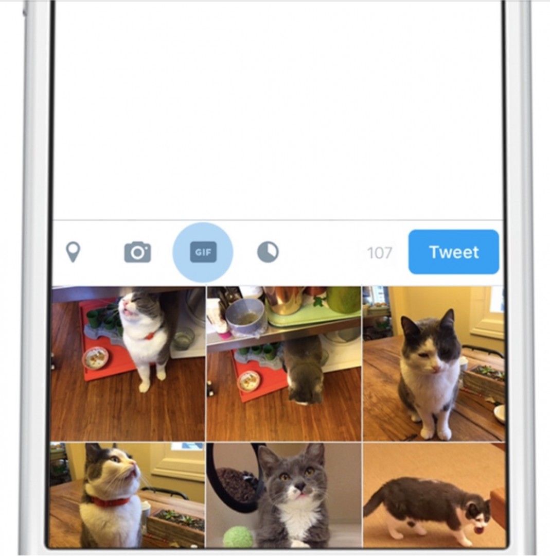 twitter-gifs 1