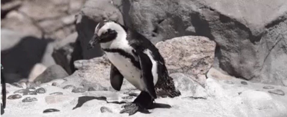 3d-print boots for endangered penguin 02