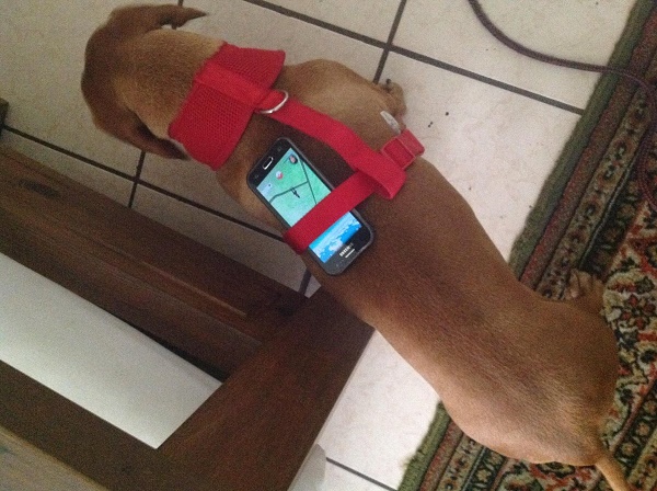 whos-a-good-pokmon-trainer-your-dog-is