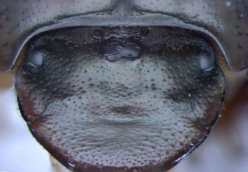 ด้วง Onthophagus ที่ได้ถูกนำเขาออกแล้ว