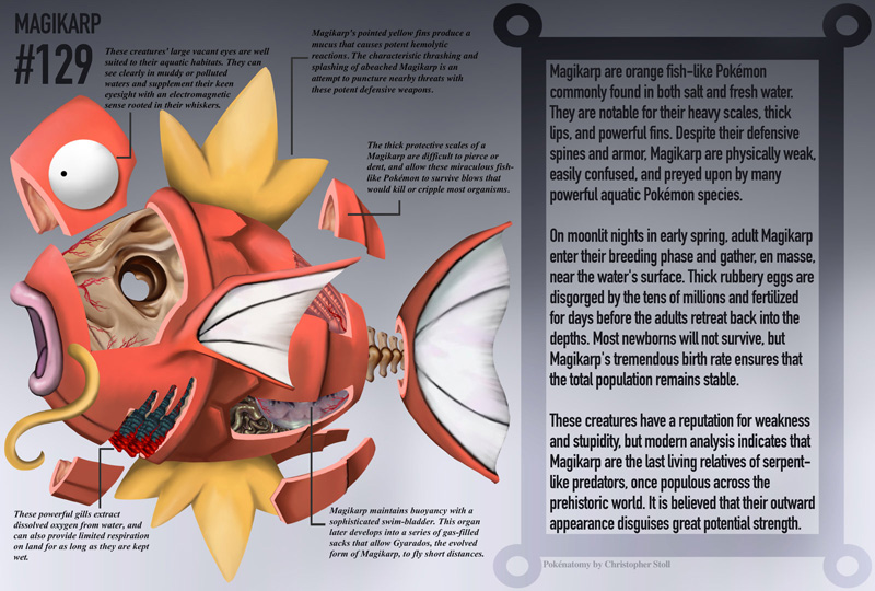 pokemon-anatomy-pokenatomy-christopher-stoll-raw-5