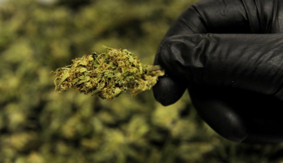 KITTREDGE, CO - MARCH 9: An employee displays trimmed bud from a High CBD hemp strain at Ambary Gardens in Kittredge, Colorado on March 9, 2016. Arvada has approved a hemp growing operation for cultivation of CBD oil. A surprising move as Arvada has declined to license recreational or medical marijuana shops. (Photo by Seth McConnell/The Denver Post via Getty Images)