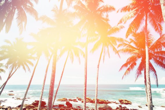 Coconut trees and turquoise Indian Ocean colorful toned. Shot taken with Canon 5D mk III near the Dondra lighthouse, Sri Lanka.