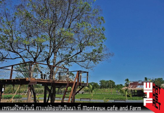 เทรนด์ใหม่วันนี้ กาแฟต้องกินในนา ที่ Montreux Cafe and Farm