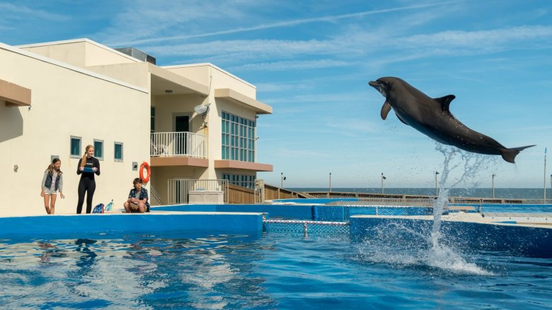 [รีวิว] Bernie The Dolphin : เบอร์นี่ โลมาน้อย หัวใจมหาสมุทร