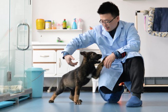 A researcher interacts with Kunxun, a dog cloned from a police dog, in Beijing, China February 22, 2019. Picture taken February 22, 2019.  China Daily via REUTERS   ATTENTION EDITORS - THIS IMAGE WAS PROVIDED BY A THIRD PARTY. CHINA OUT.