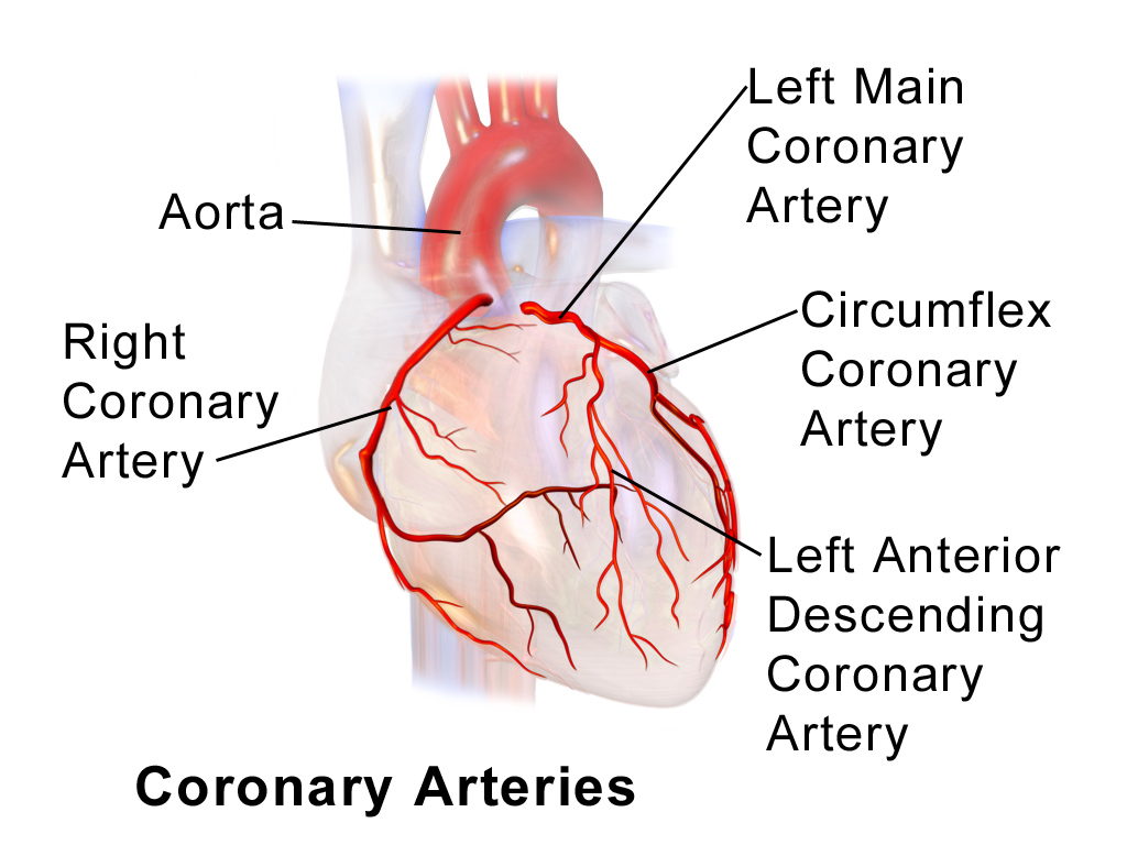 coronary arteries