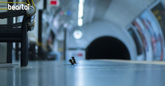 ภาพ “เจ้าหนูสู้กันในรถไฟใต้ดิน” ได้รับรางวัลภาพสัตว์ป่าแห่งปี