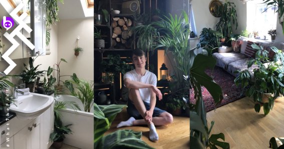 Jungle Boy ukhouseplants