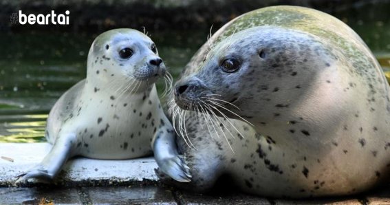 Germany Zoo Covid-19