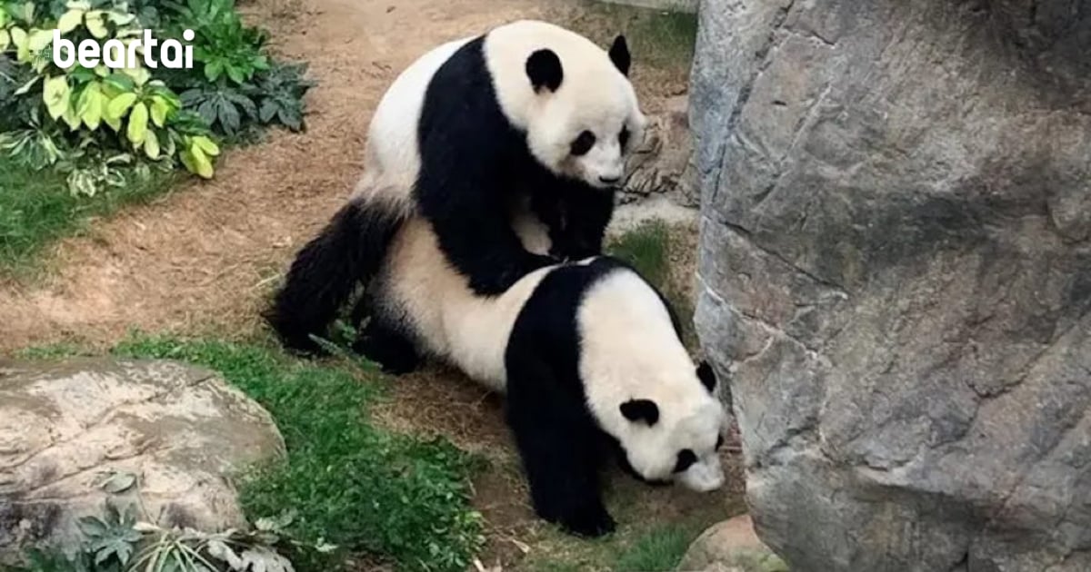 panda