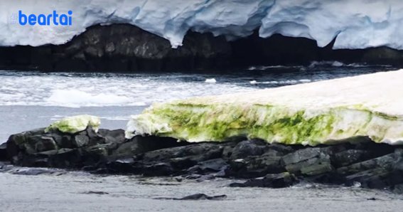 Antarctica Snow Green