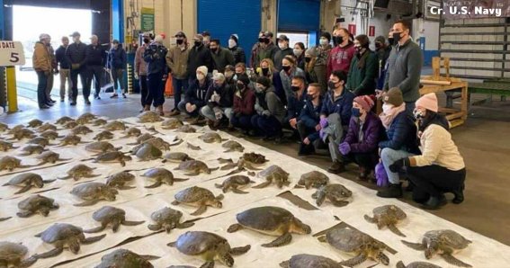 ที่สุดของกองทัพเต่า หนีหนาวเกลื่อนหาดกว่า 5,000 ตัว!!