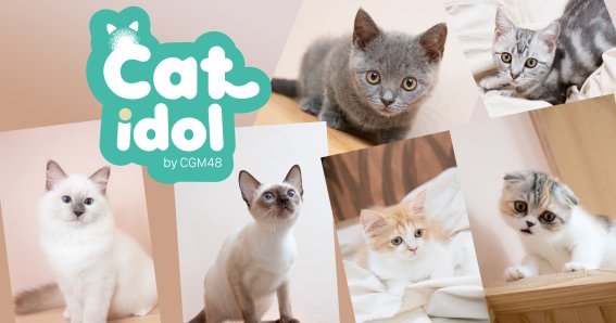 CGM48 เจ๋งผุดโครงการ CAT IDOL by CGM48 เอาใจทาสแมว