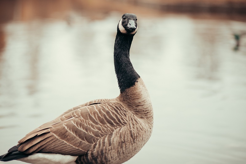 Goose Flying Upside Down