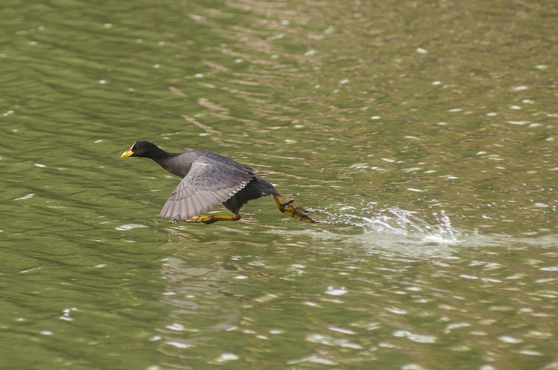 Goose Flying Upside Down