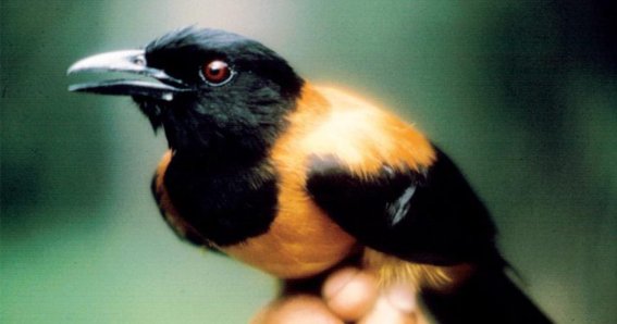 รู้จักกับ Hooded Pitohui นกที่มีพิษร้ายแรงที่สุดในโลก