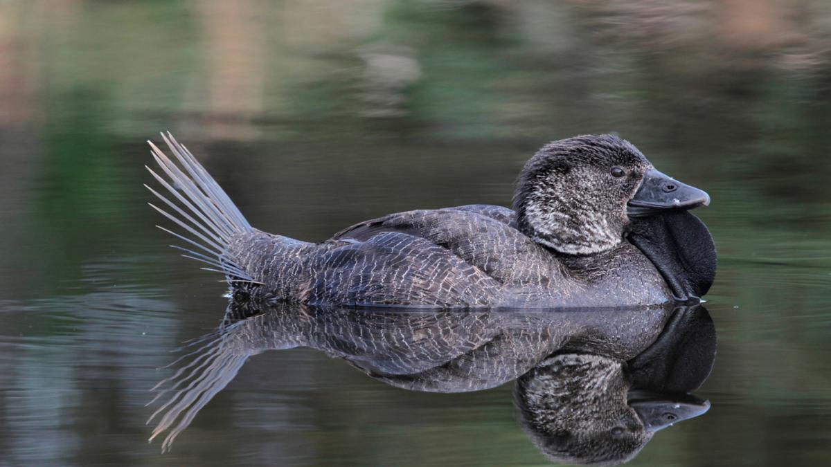 เป็ด-เป็ดน้ำ-Musk-Duck