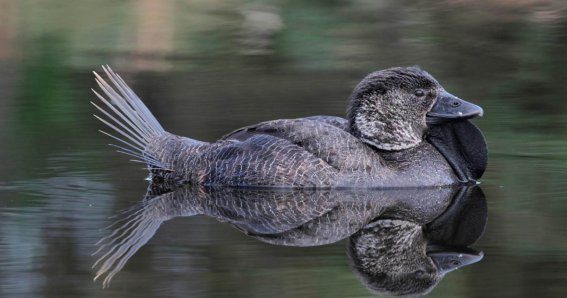 เป็ด-เป็ดน้ำ-Musk-Duck