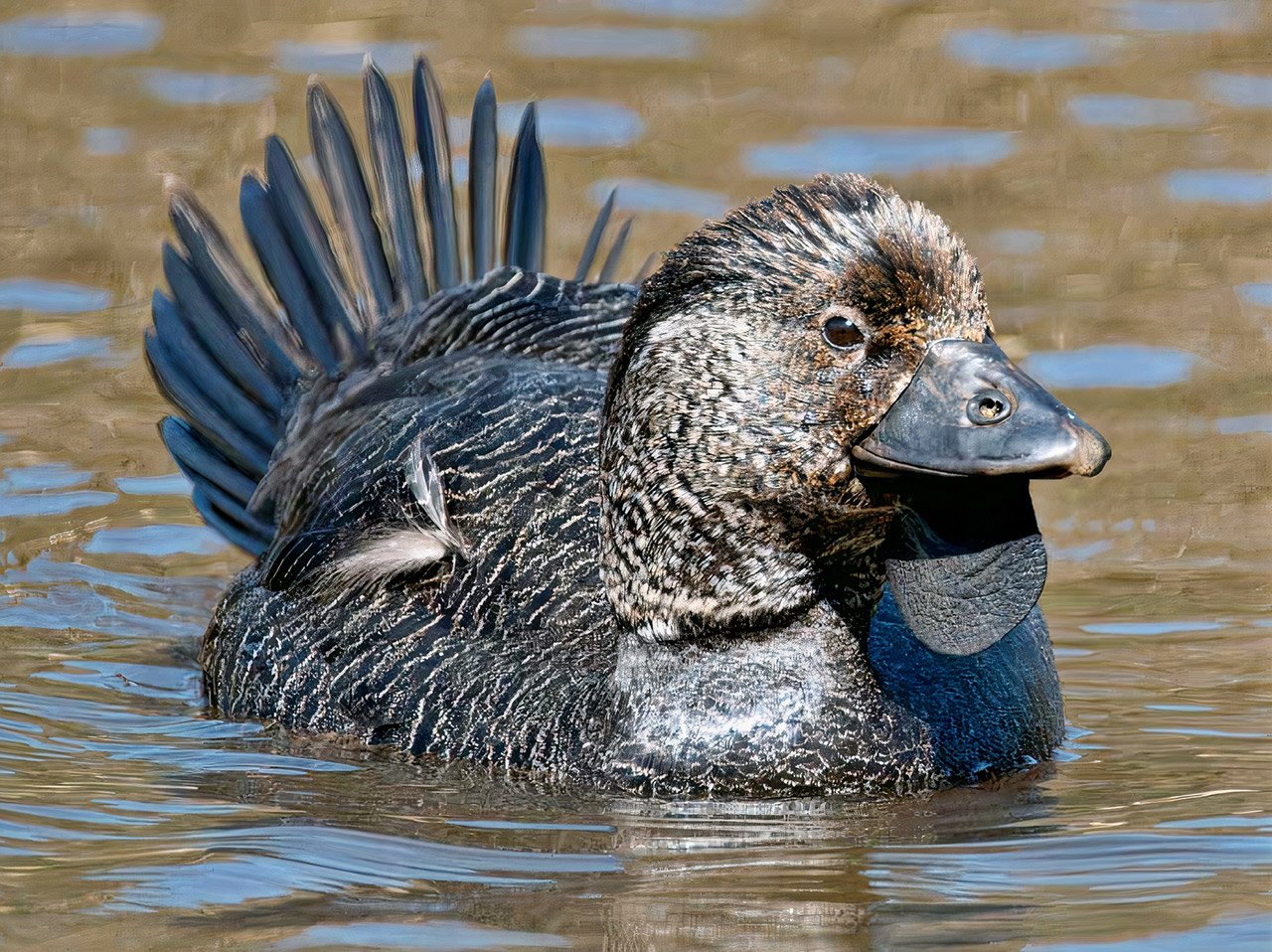 เป็ด-เป็ดน้ำ-Musk-Duck