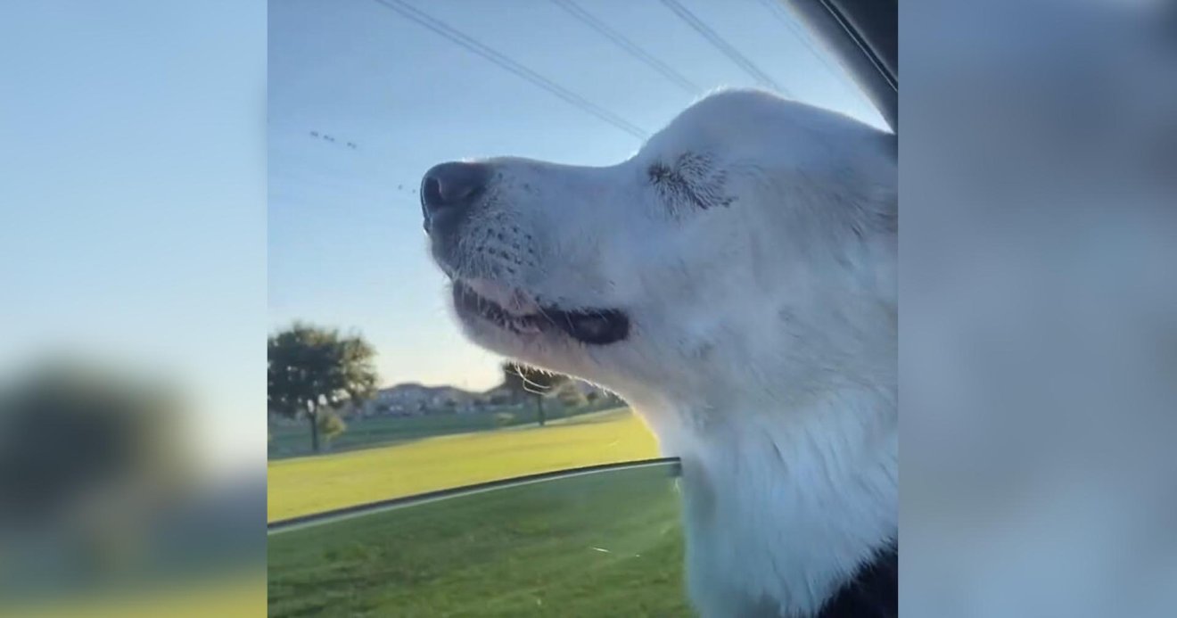 Blind Dog, TikTok