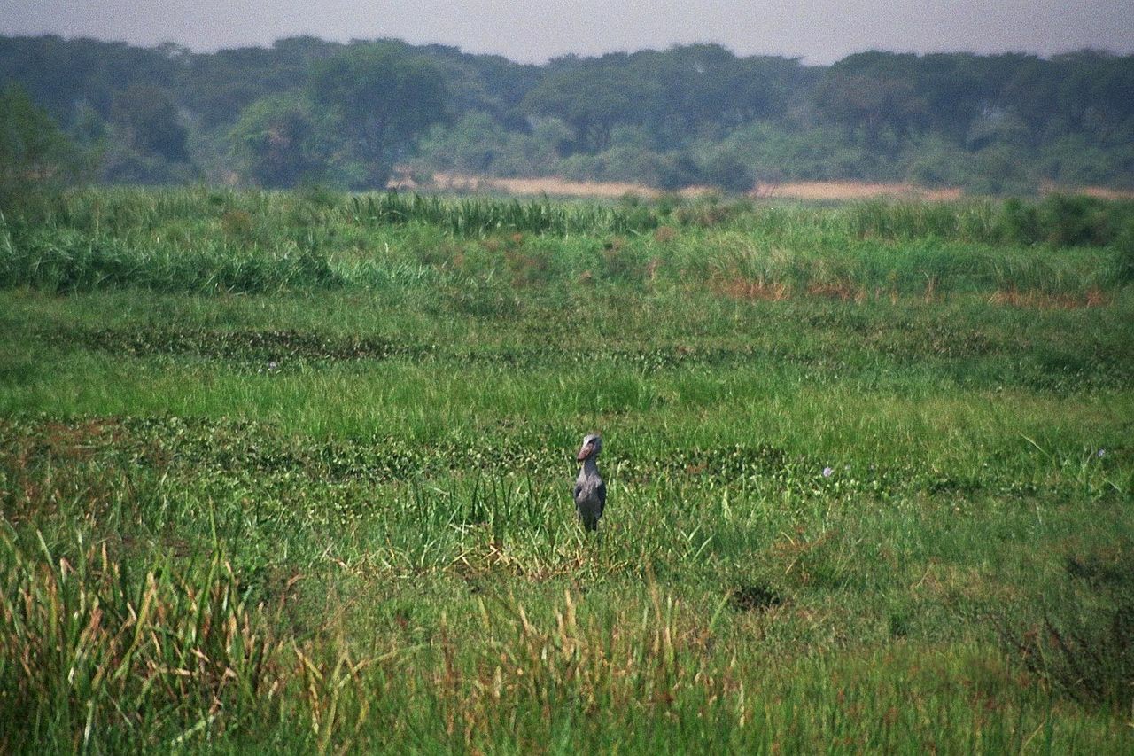 นกกระสาปากพลั่ว Shoebills