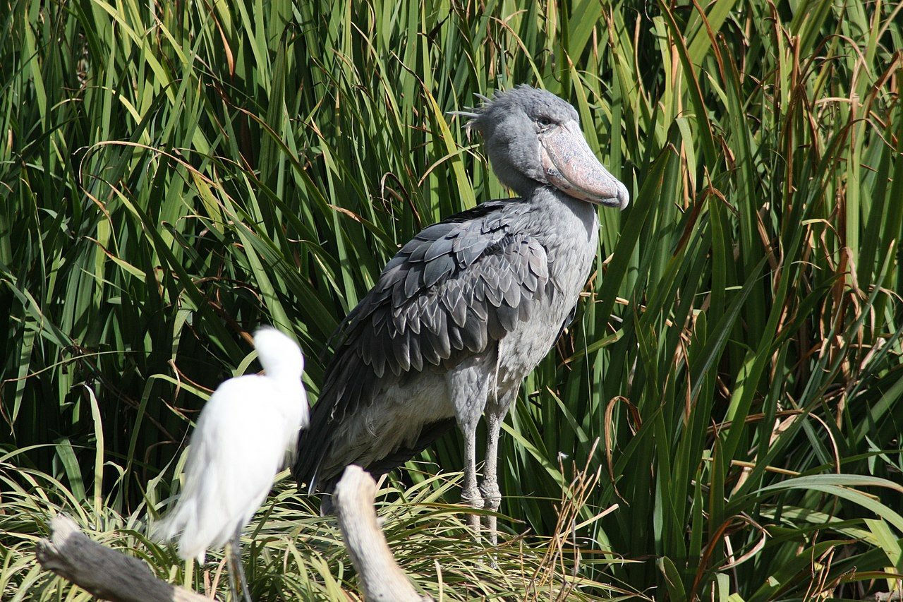 นกกระสาปากพลั่ว Shoebills