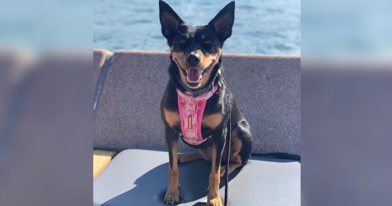 Dog of Sydney Opera House