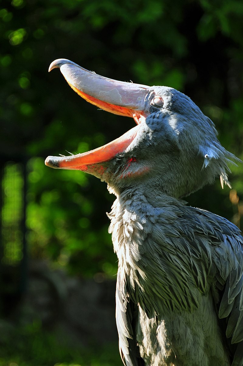 นกกระสาปากพลั่ว Shoebills