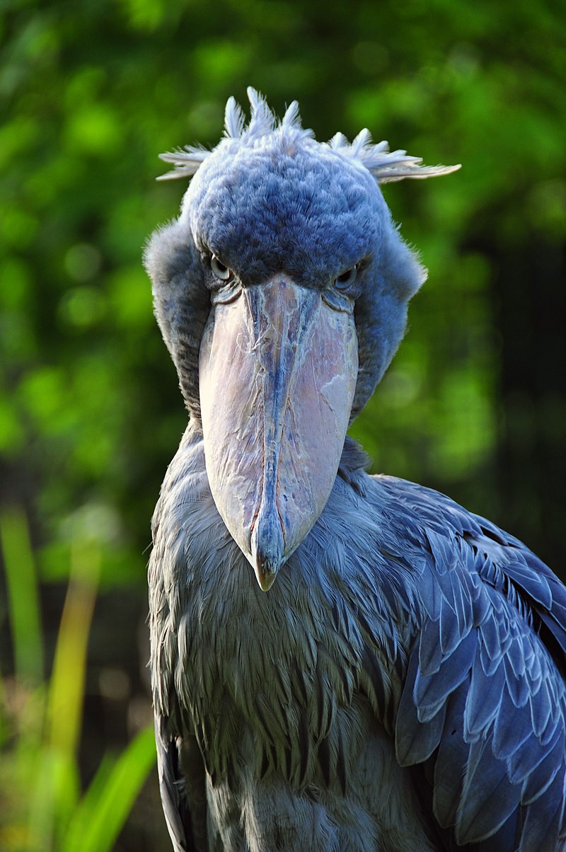 นกกระสาปากพลั่ว Shoebills