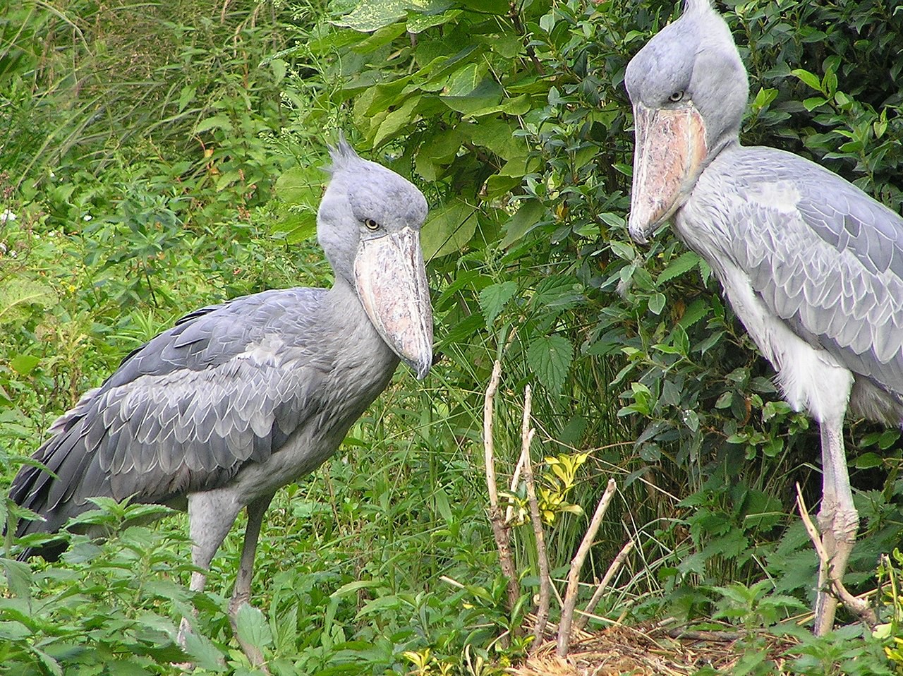 นกกระสาปากพลั่ว Shoebills