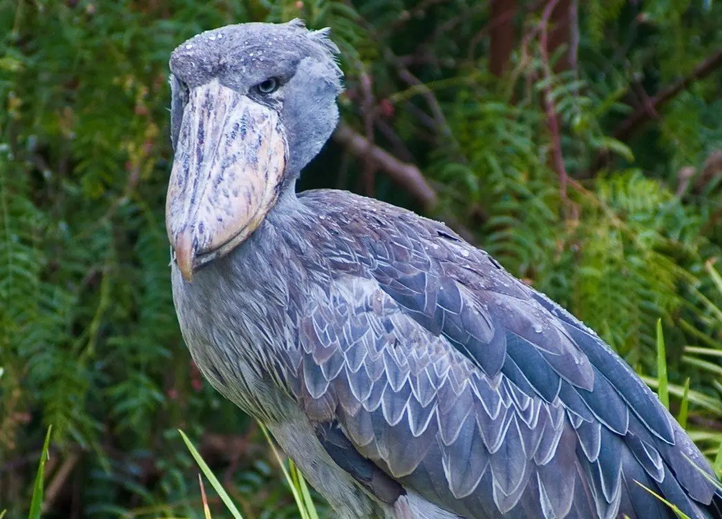 นกกระสาปากพลั่ว Shoebills