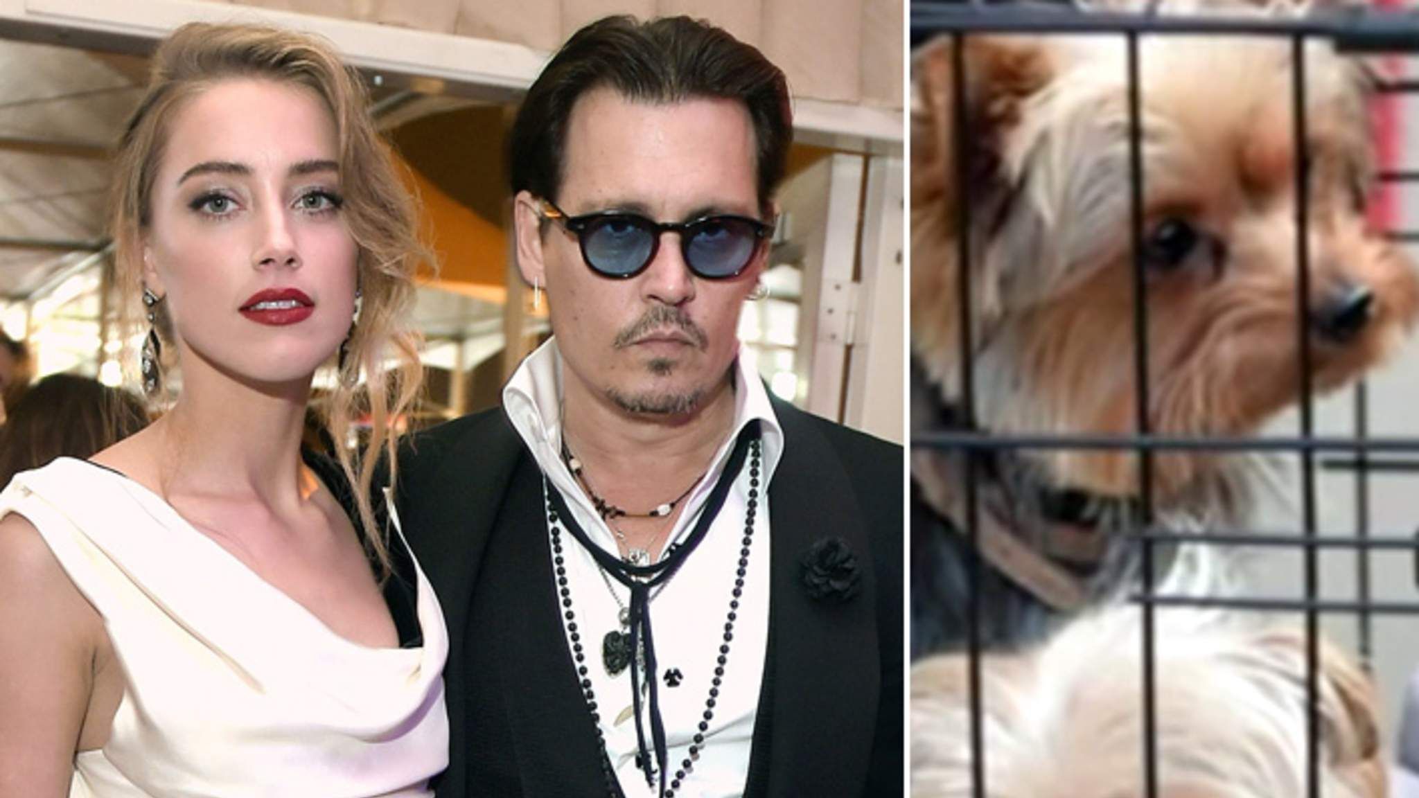 Beartai Buzz 10 เรื่องลับภายใต้ความแสบของ Amber Heard