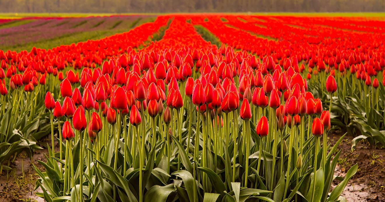 ย้อนรอย Tulip Mania ฟองสบู่ครั้งแรกของโลก มันสำคัญยังไง?