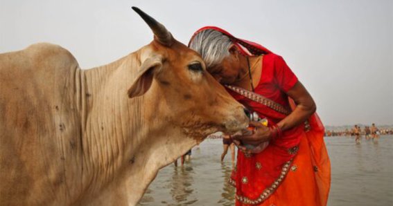 A woman worships a cow as Indian Hindus offer prayers to the River Ganges