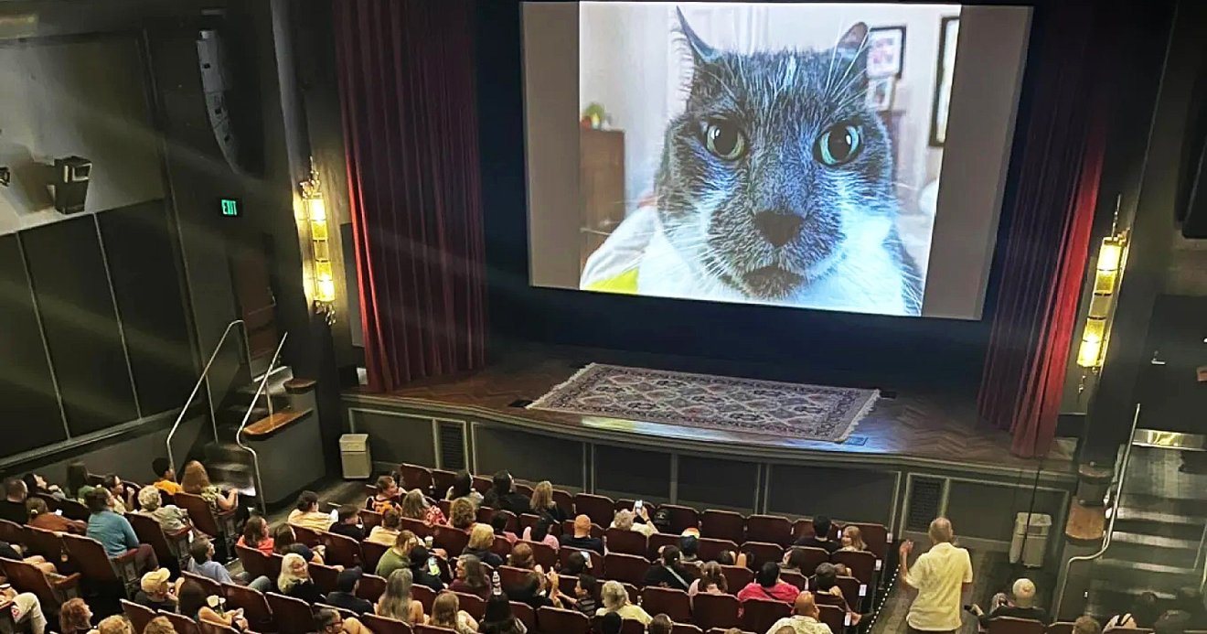 Cat Video Fest