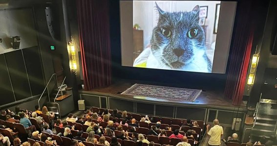 Cat Video Fest