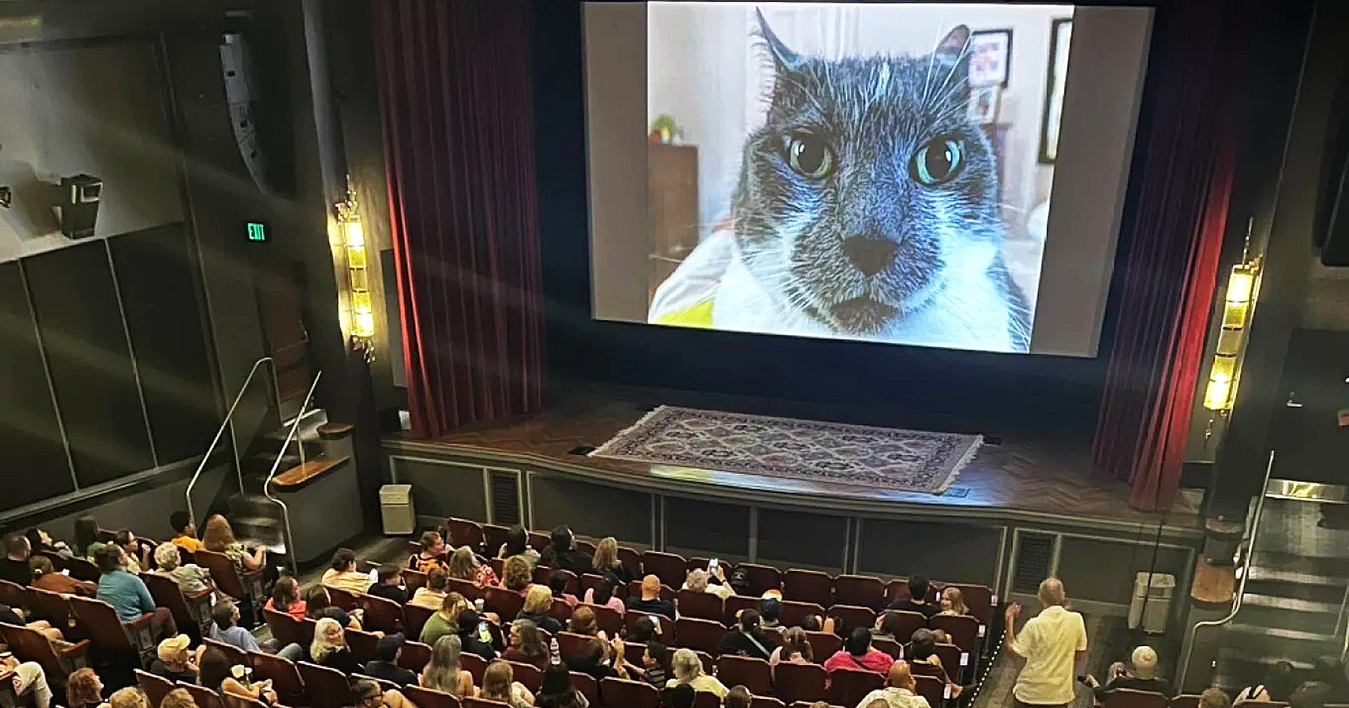 ‘Cat Video Fest’ อีเวนต์ดูวิดีโอแมว 73 นาที ร่วมสนับสนุนช่วยเหลือสัตว์และองค์กรต่าง ๆ